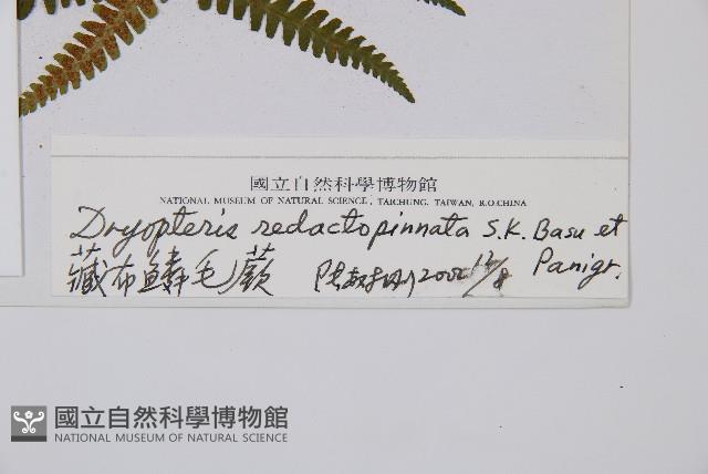 藏布鱗毛蕨藏品圖，第2張