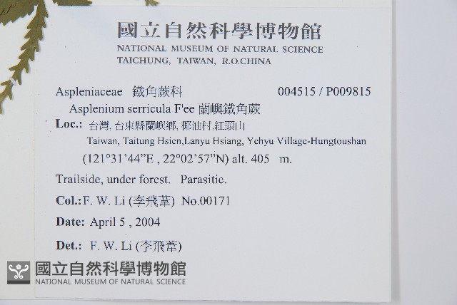 蘭嶼鐵角蕨藏品圖，第2張