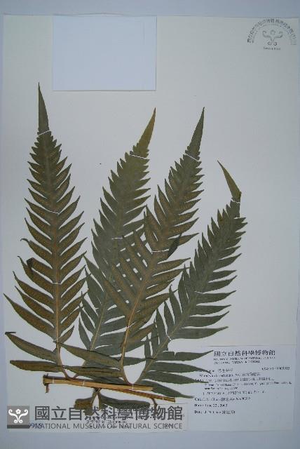 臺灣狗脊蕨藏品圖，第1張