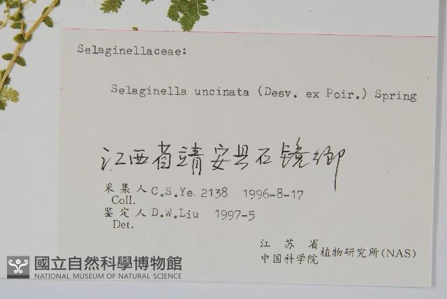 翠雲草、藍草藏品圖，第2張