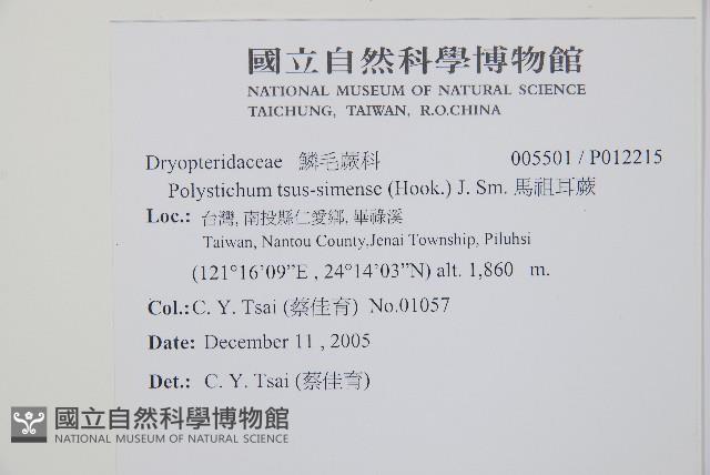馬祖耳蕨藏品圖，第2張