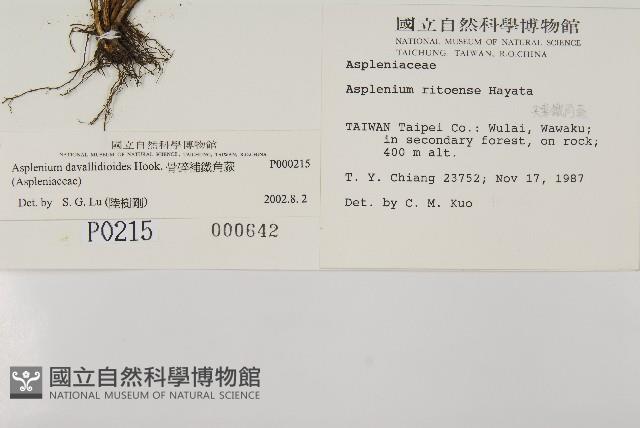 骨碎補鐵角蕨藏品圖，第2張