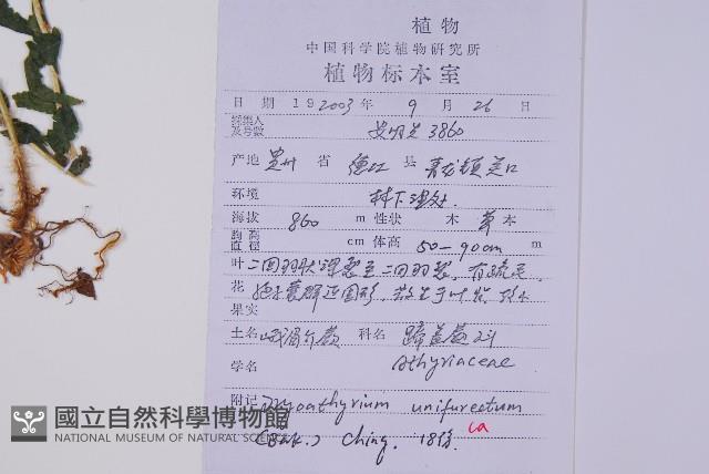 東亞假鱗毛蕨藏品圖，第2張