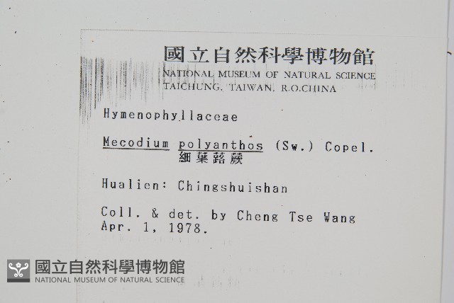 細葉蕗蕨藏品圖，第2張