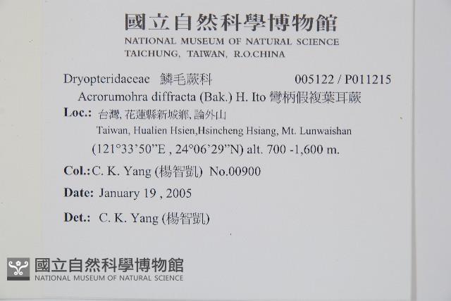 彎柄假複葉耳蕨藏品圖，第2張