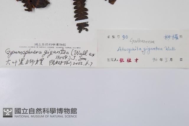 大葉黑桫欏藏品圖，第2張