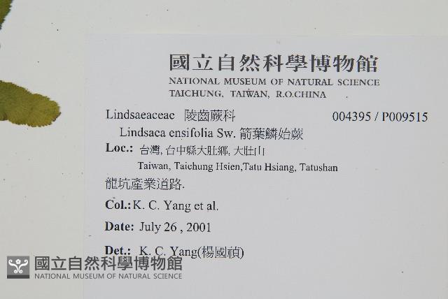 箭葉鱗始蕨藏品圖，第2張