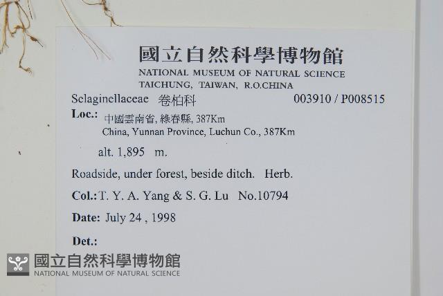 生根卷柏藏品圖，第2張