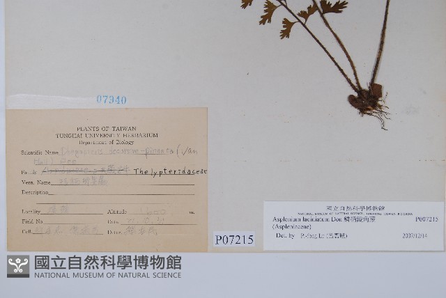 鱗柄鐵角蕨藏品圖，第2張