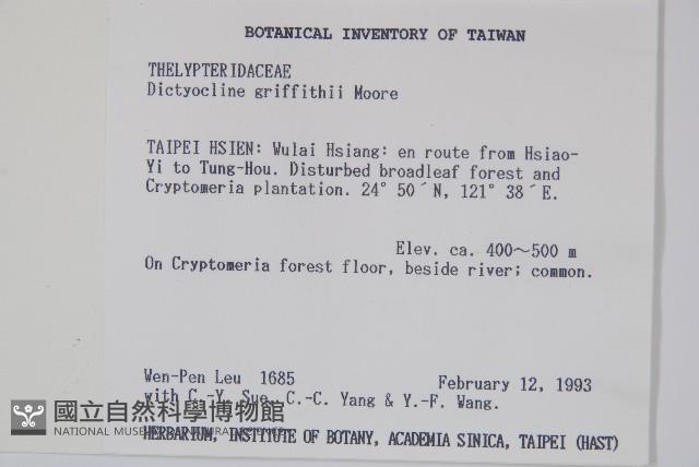 聖蕨藏品圖，第2張