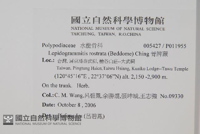 骨牌蕨藏品圖，第2張