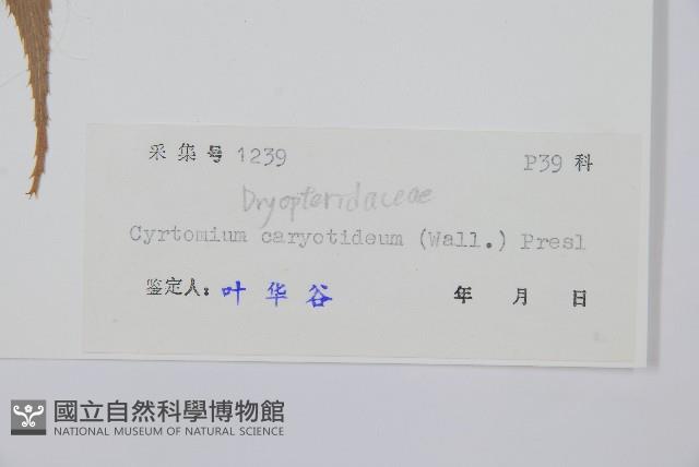 細齒貫眾蕨藏品圖，第2張