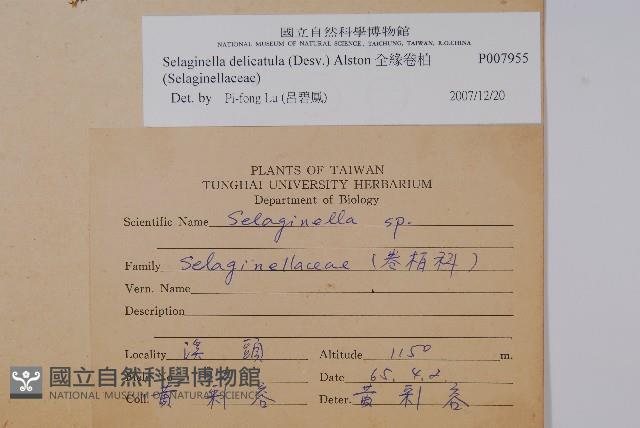 全緣卷柏藏品圖，第2張