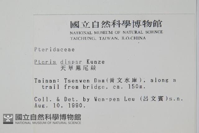 天草鳳尾蕨藏品圖，第2張