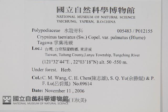 掌葉茀蕨藏品圖，第2張