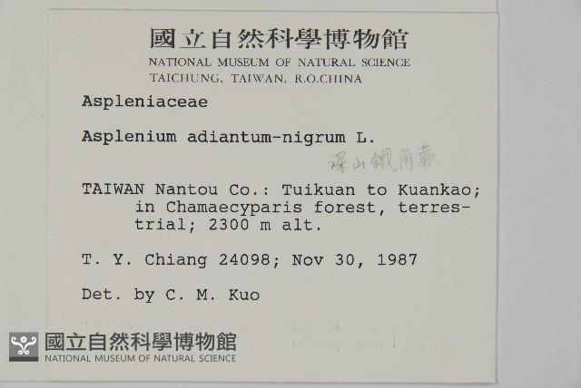 深山鐵角蕨藏品圖，第2張