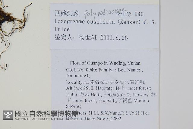 西藏劍蕨藏品圖，第2張