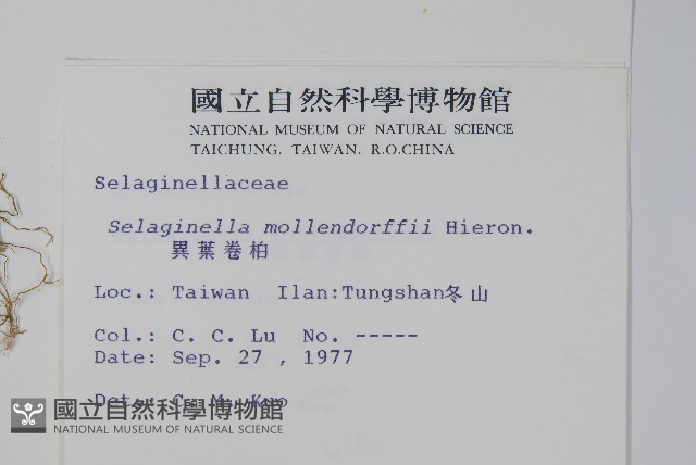 異葉卷柏藏品圖，第2張