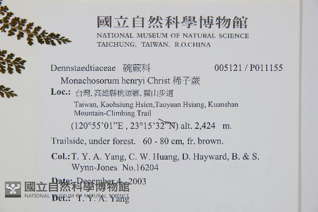 稀子蕨藏品圖，第2張