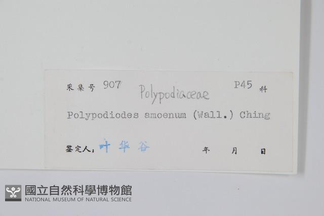 友水龍骨藏品圖，第2張