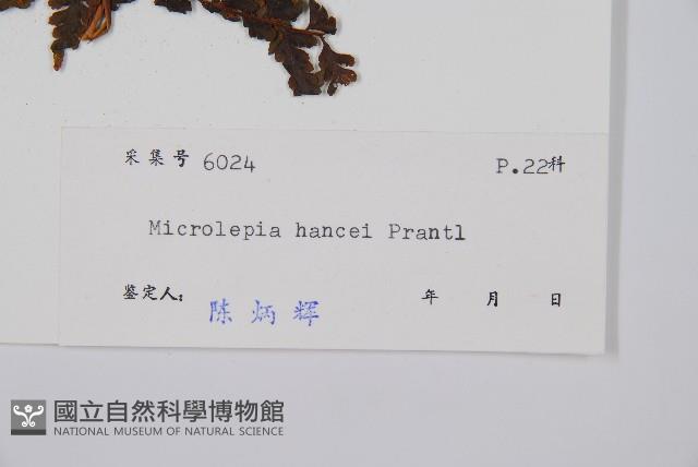 華南鱗蓋蕨藏品圖，第5張