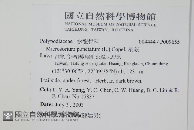 星蕨藏品圖，第2張