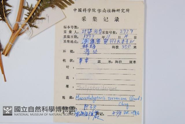 大金星蕨藏品圖，第2張