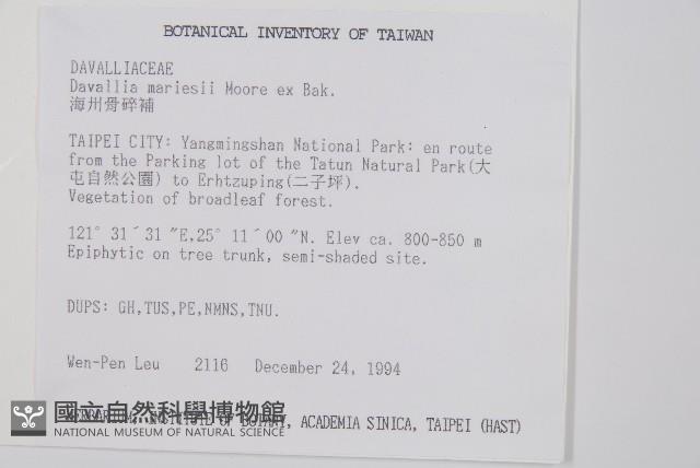 海州骨碎補藏品圖，第2張