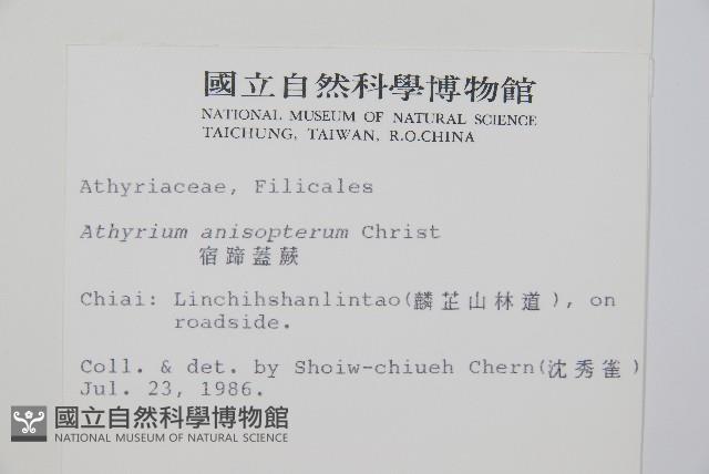 宿蹄蓋蕨藏品圖，第2張