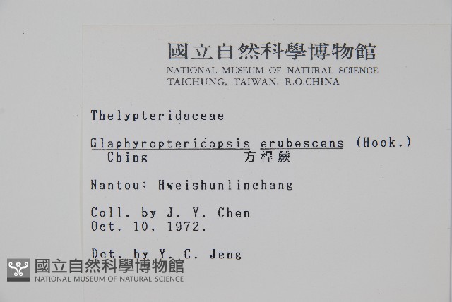 方桿蕨藏品圖，第2張