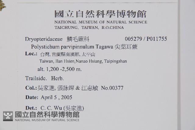 尖葉耳蕨藏品圖，第2張