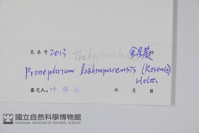 紅色新月蕨藏品圖，第2張