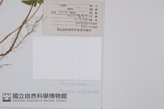 尖齒鱗毛蕨藏品圖，第2張