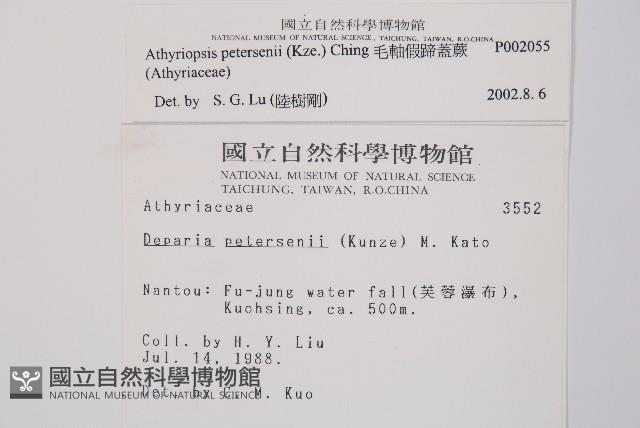 毛軸假蹄蓋蕨藏品圖，第2張