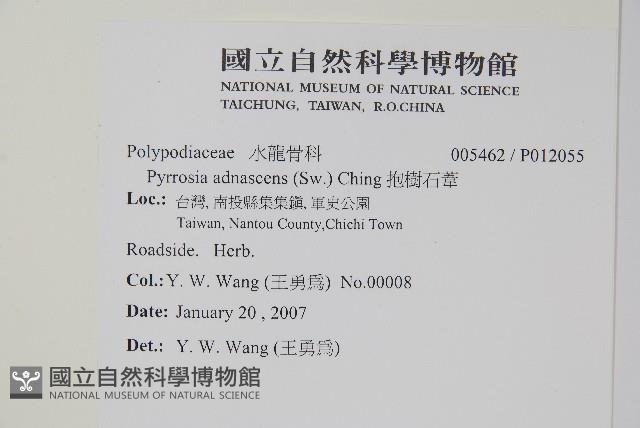 抱樹石葦藏品圖，第2張