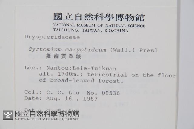 細齒貫眾蕨藏品圖，第2張