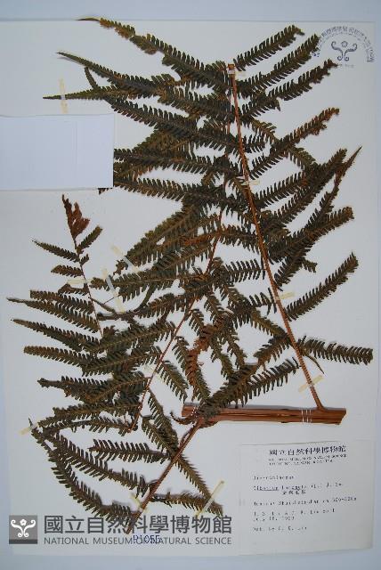 金狗毛蕨藏品圖，第1張