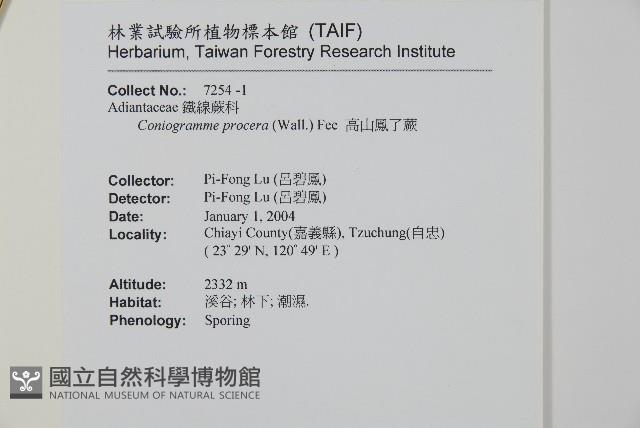 高山鳳丫蕨藏品圖，第2張