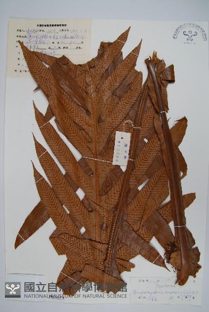 崖薑蕨藏品圖，第1張