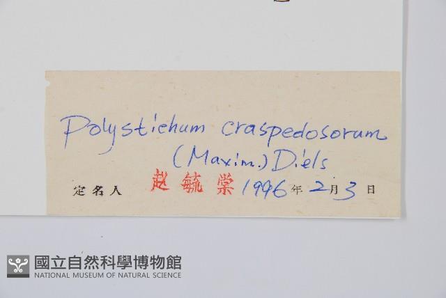 鞭葉耳蕨藏品圖，第2張