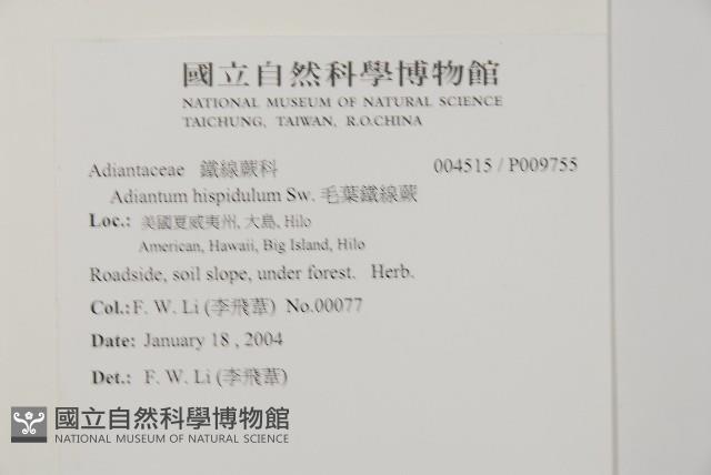 毛葉鐵線蕨藏品圖，第2張