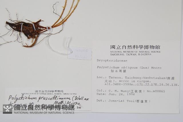 高山耳蕨藏品圖，第2張