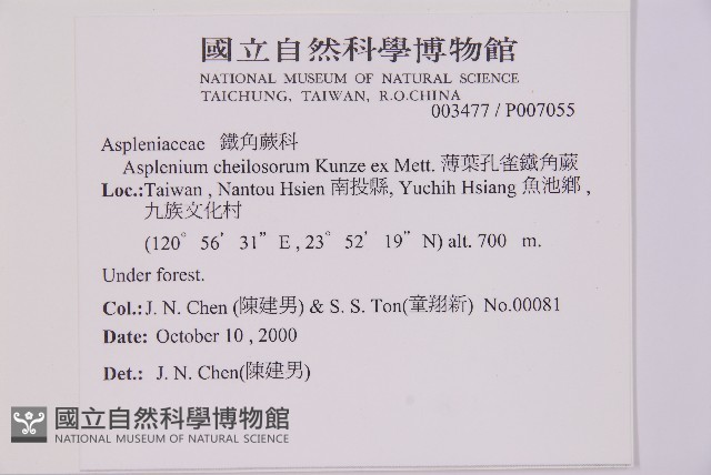 薄葉孔雀鐵角蕨、邊孢鐵角蕨藏品圖，第2張