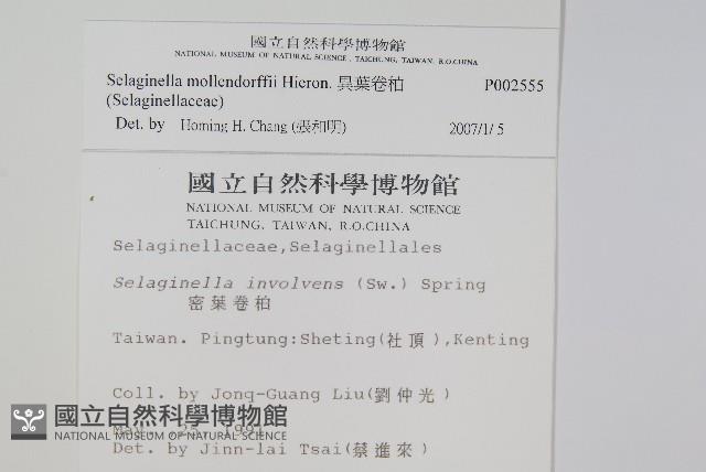 異葉卷柏藏品圖，第2張