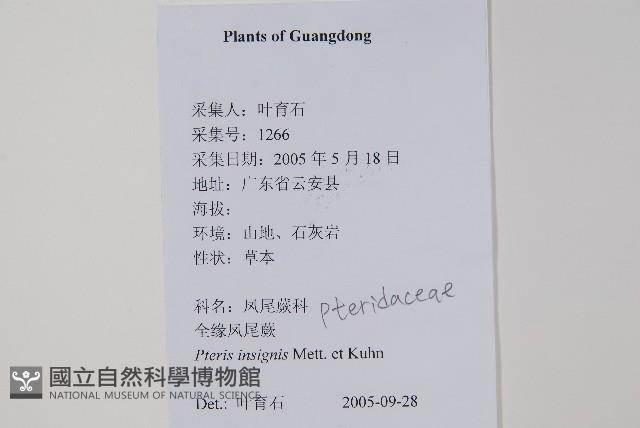 全緣鳳尾蕨藏品圖，第2張