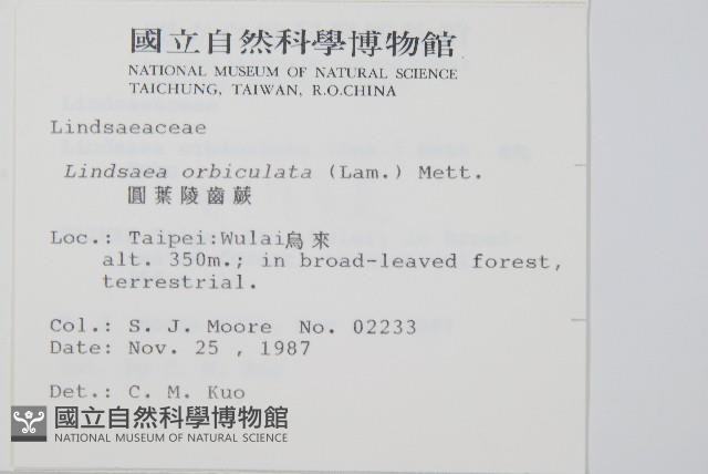 圓葉陵齒蕨藏品圖，第2張