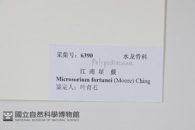 大星蕨藏品圖，第2張