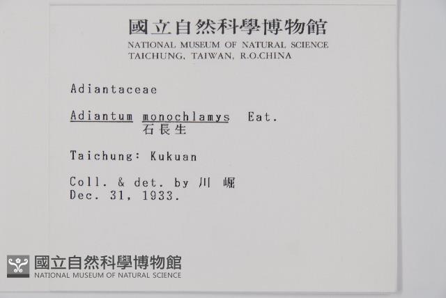 臺灣鐵線蕨藏品圖，第2張