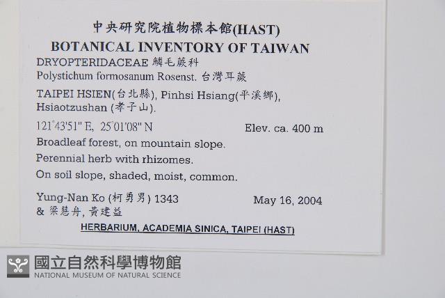 臺灣耳蕨藏品圖，第2張