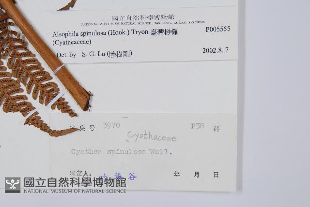 臺灣桫欏藏品圖，第2張